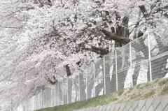 波頭桜