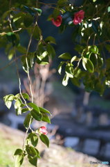 花ある君と思いけり