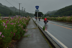 R254　コスモス街道　狩人　雨のMACHINE