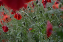 ポピーの雨