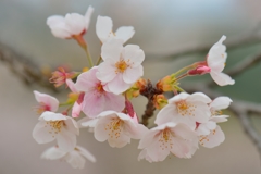 染井吉野