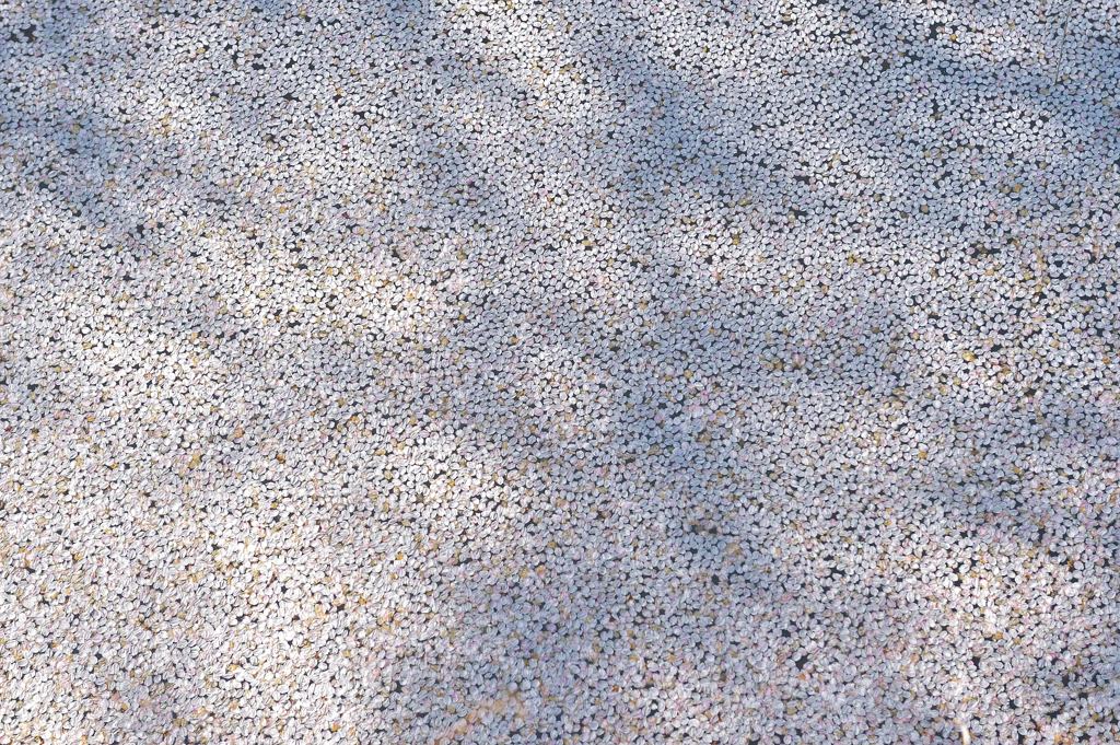 散る桜