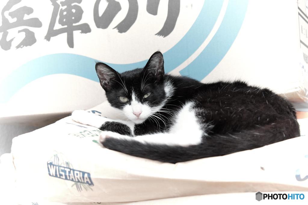 WISTARIA　別名　兵庫のり