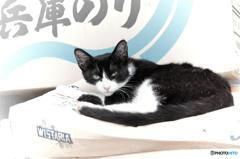 WISTARIA　別名　兵庫のり