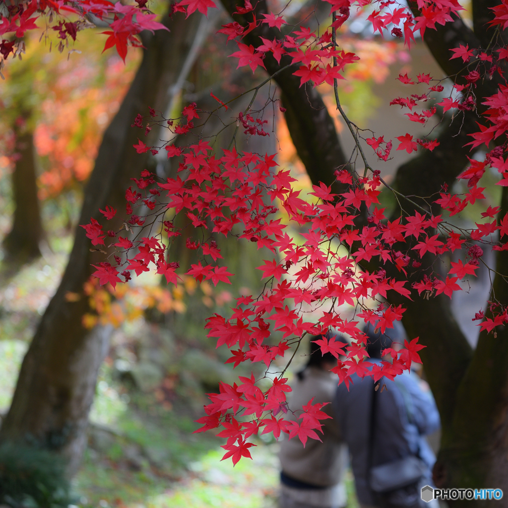 清水寺　極彩