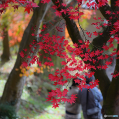 清水寺　極彩
