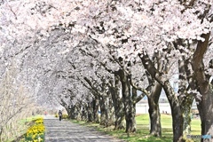 桜咲く小径