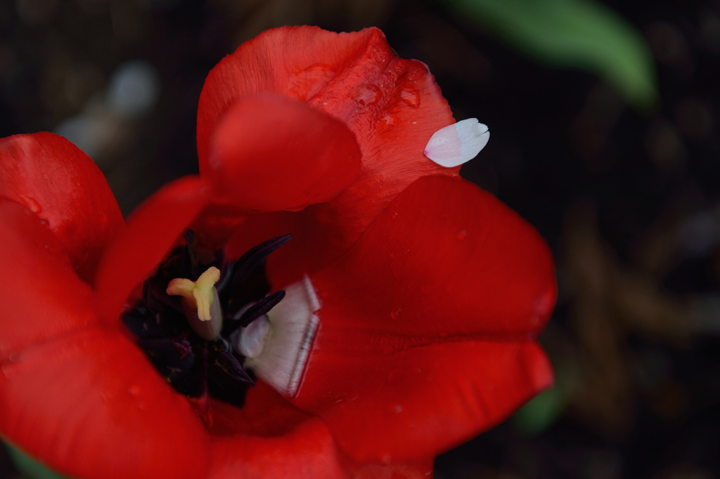 JAPANN　RED