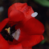 JAPANN　RED