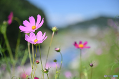 いよいよ「秋桜」