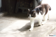 蕎麦屋の猫の風格