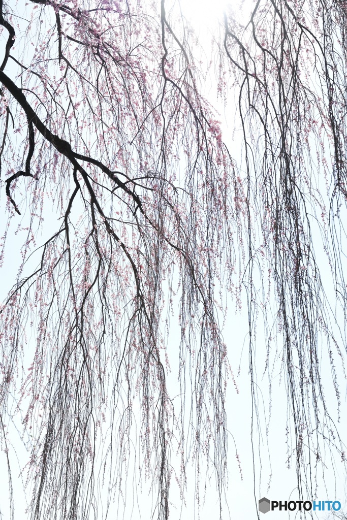平成の桜