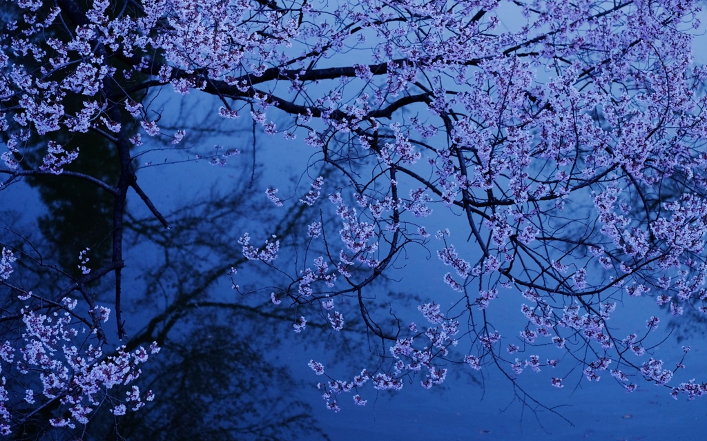 桜