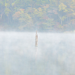 白い遺影