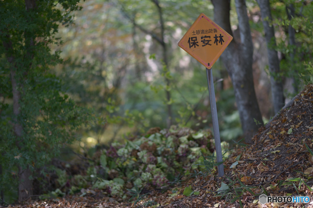 紫陽花の墓