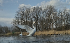 白鳥の湖