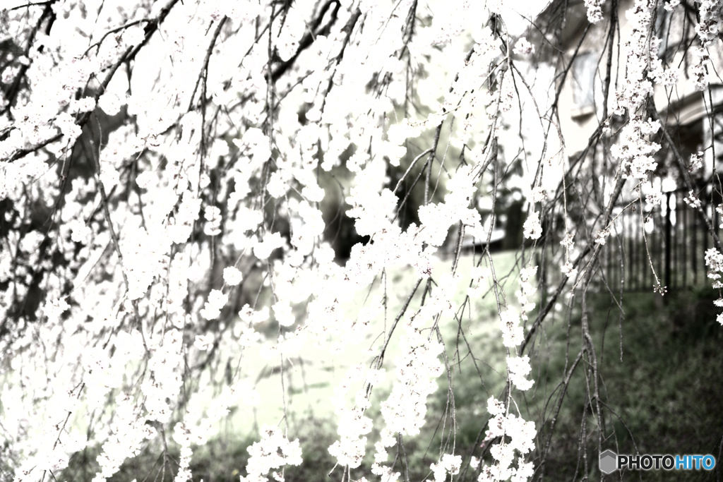 見ない桜（blind）