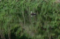 池の鴨