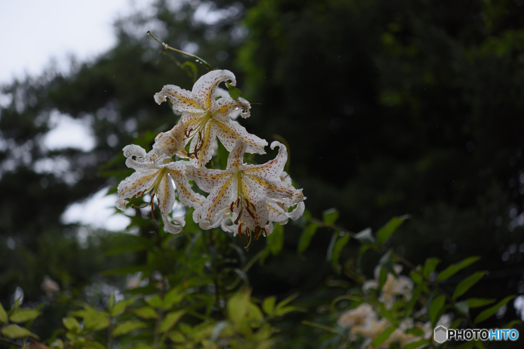 濡れて咲く(NG1)