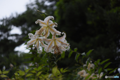 濡れて咲く(NG1)