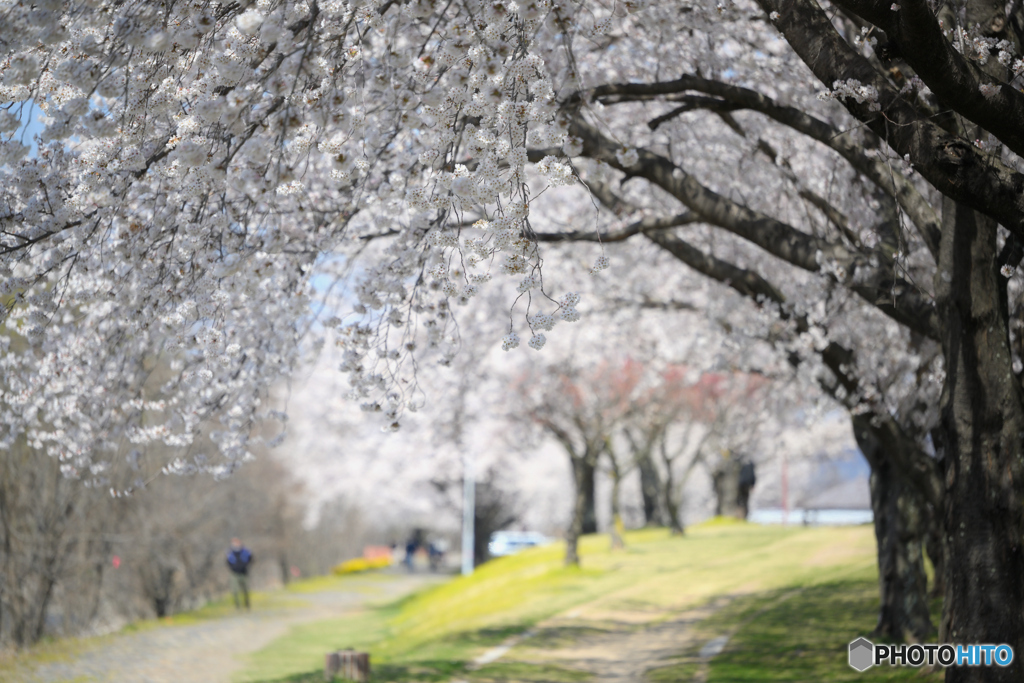 桜咲く小径