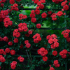 ROSE　GARDEN