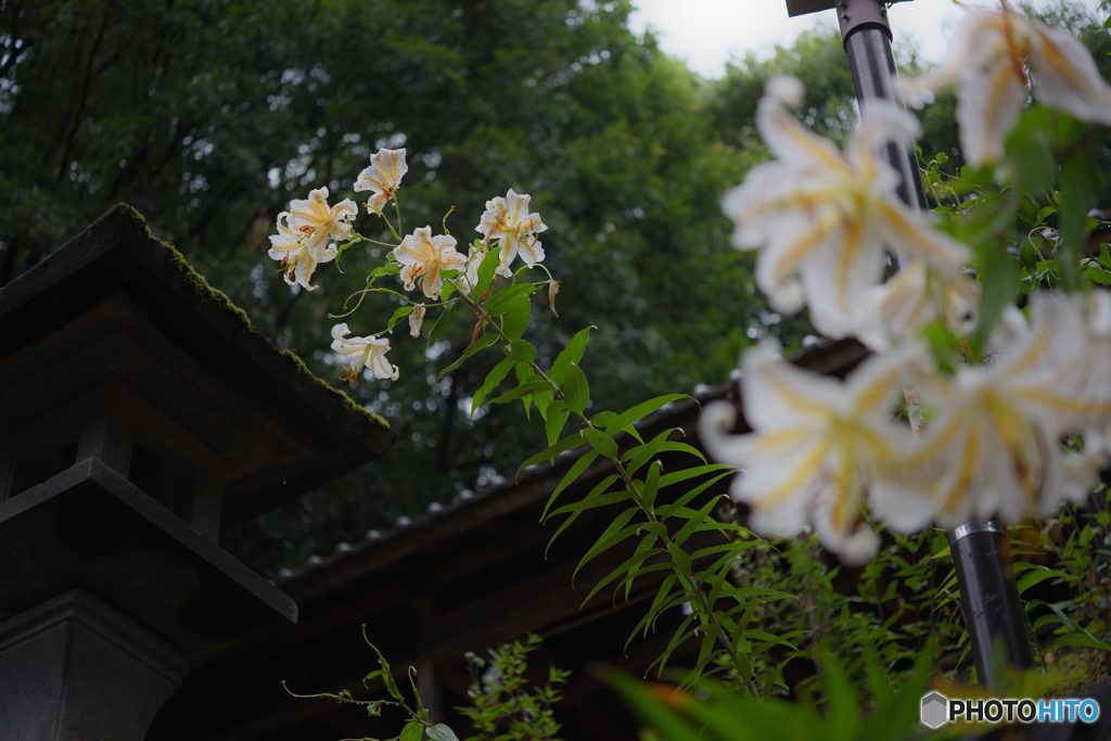 濡れて咲く（NG2)