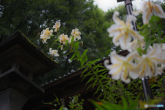 濡れて咲く（NG2)