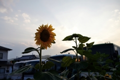 夏は来ぬ