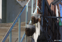 鉢（アンダンテ）