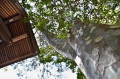 諏訪大社　下社秋宮