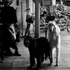 犬