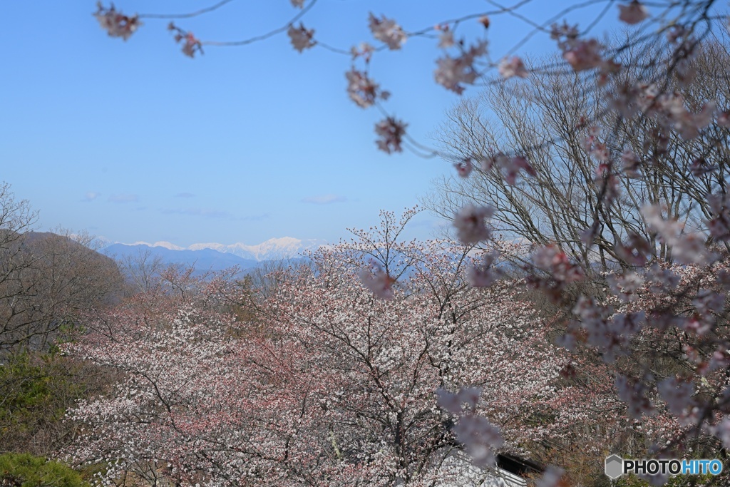 春のアルプス