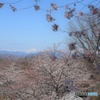 春のアルプス