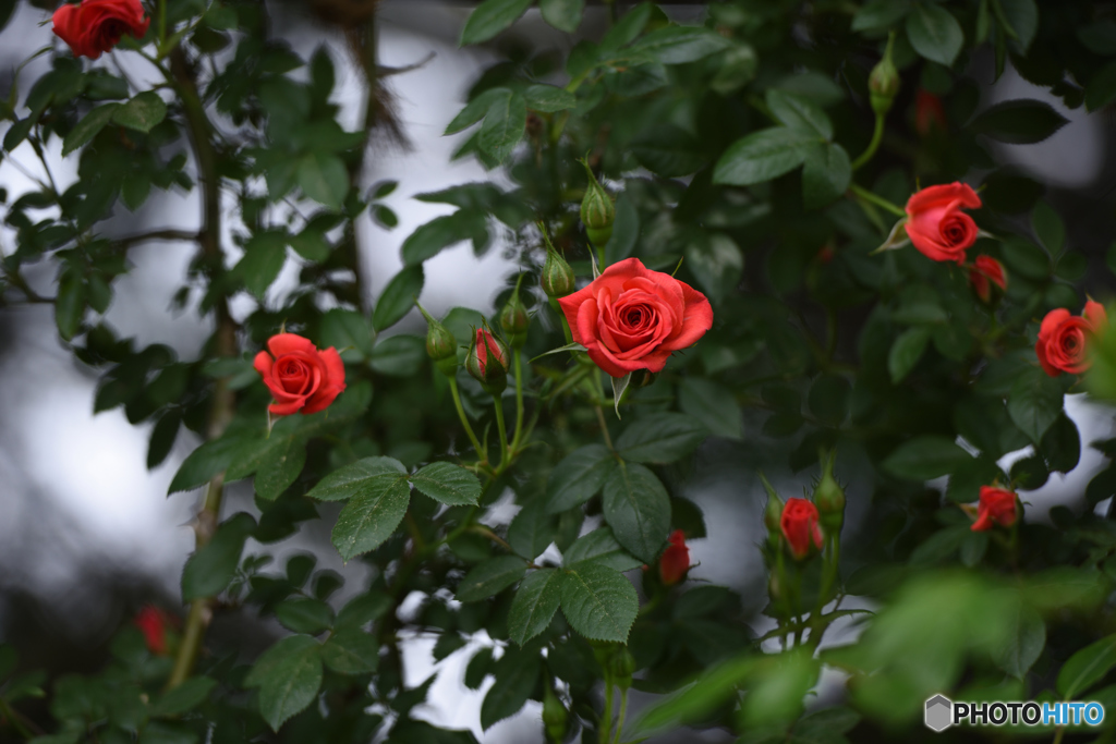 名は薔薇