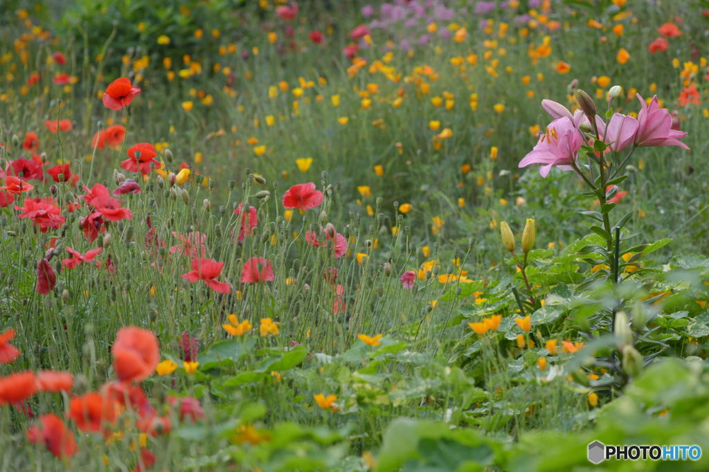 私的　極楽のイメージ^^;
