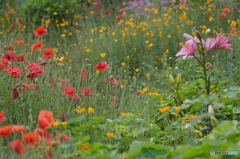 私的　極楽のイメージ^^;