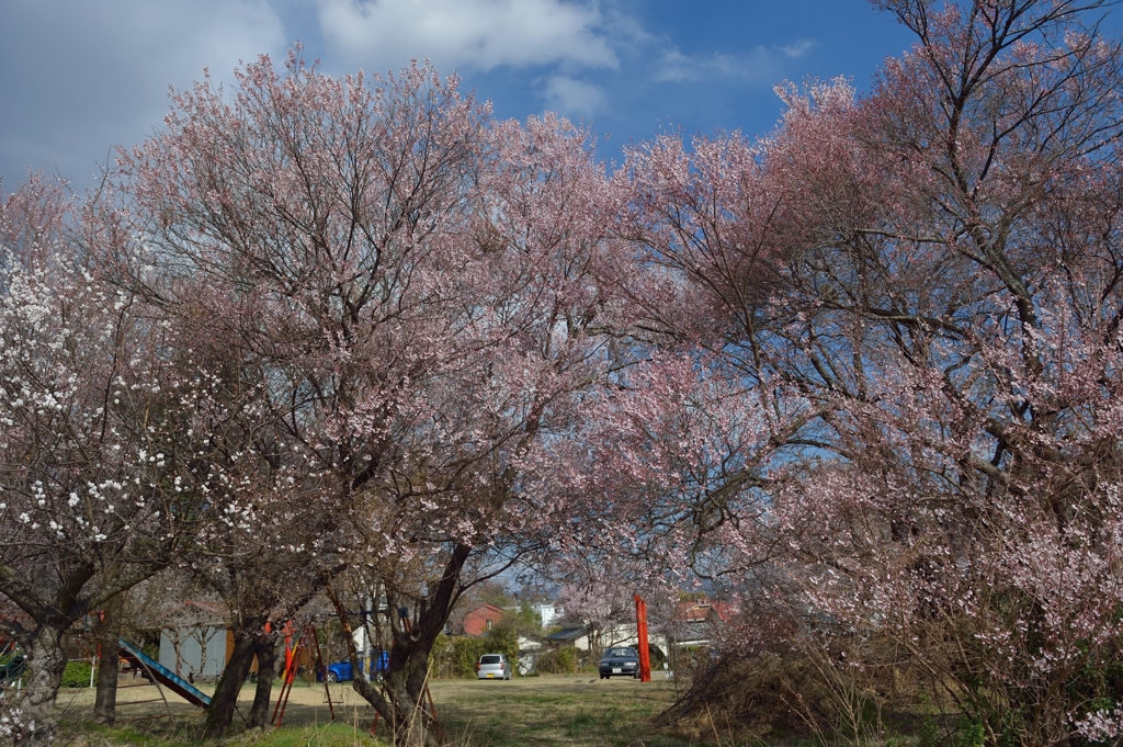 加増神社　誰もいない広場の春　