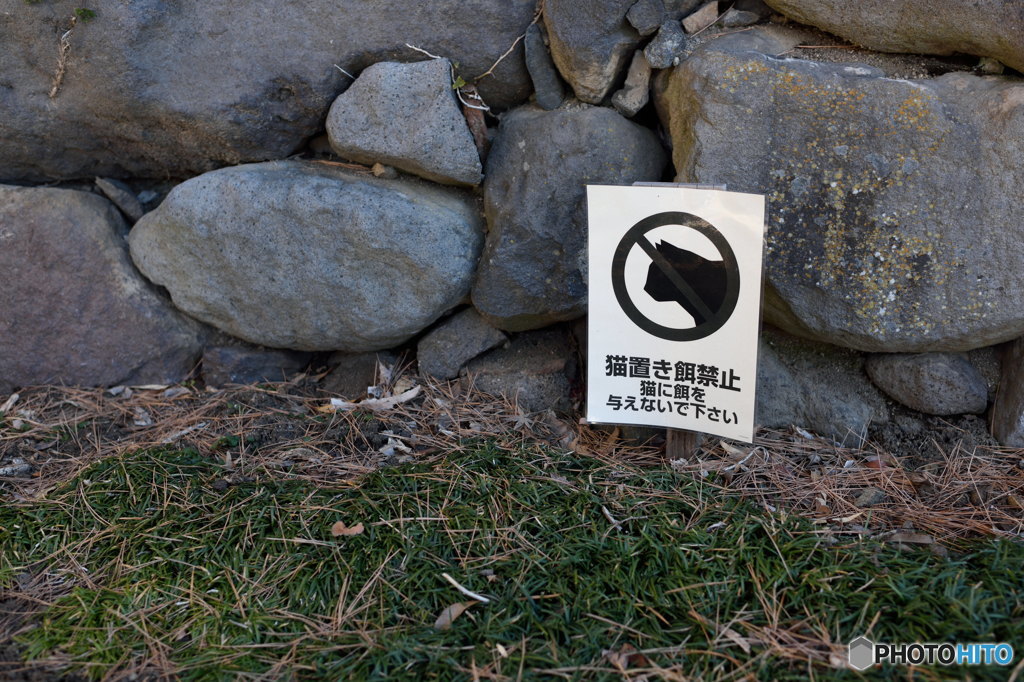 黒猫禁止