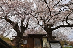 咲き分けの桜
