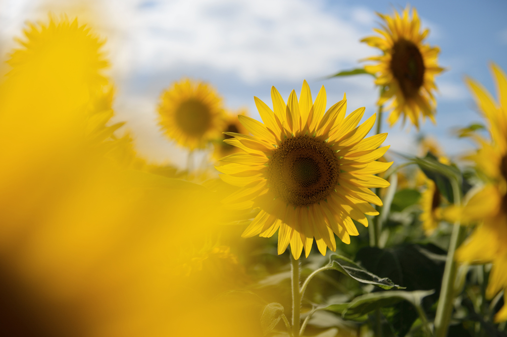 SUNFLOWER