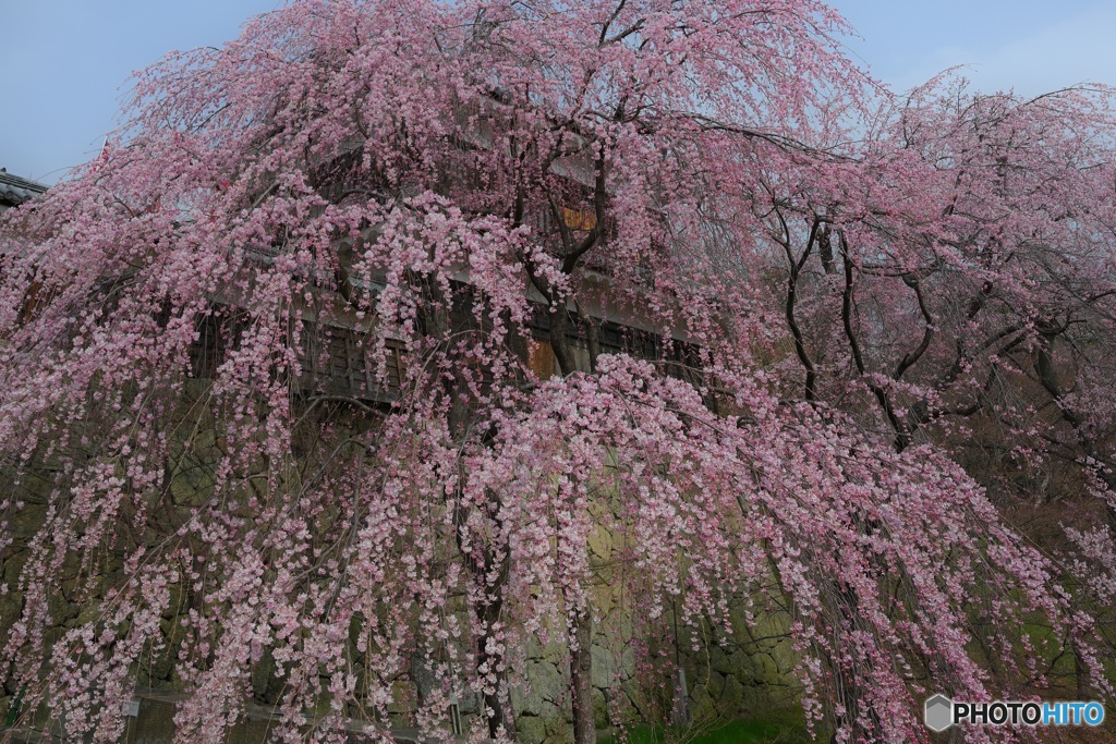 SoulVision（平成の桜)