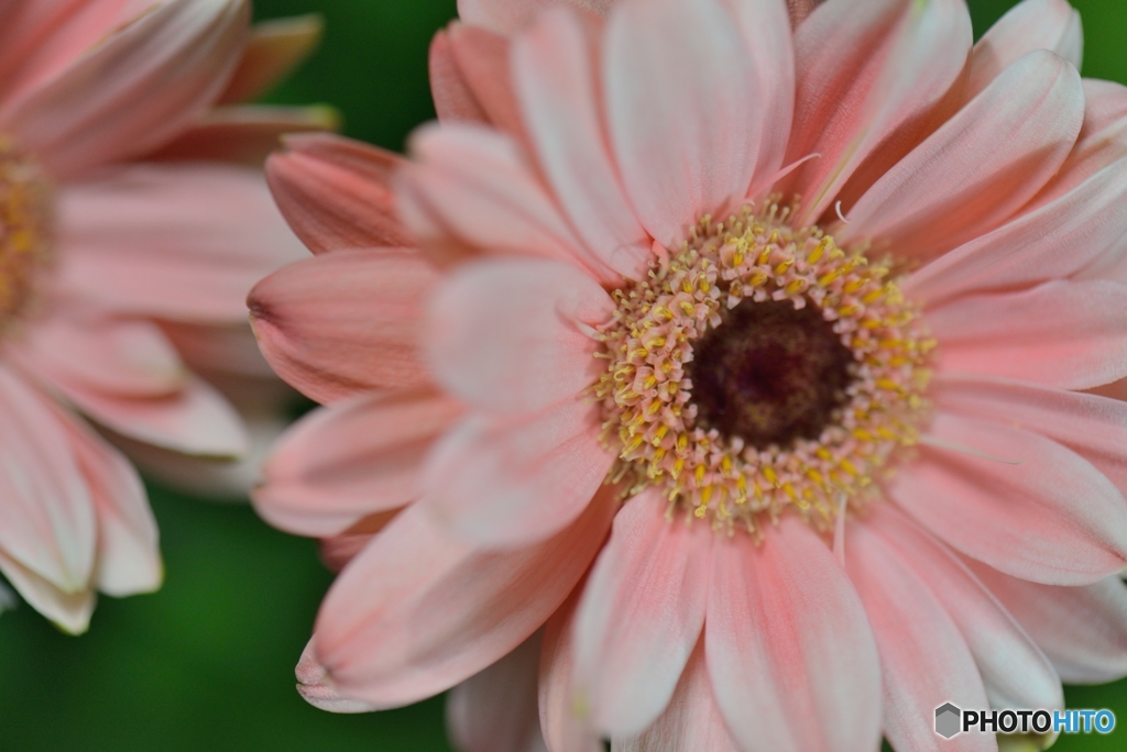 Break：マーガレット？