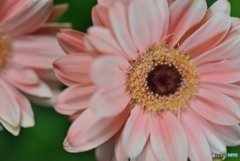 Break：マーガレット？