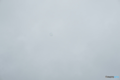 感謝（副題：GRAY）