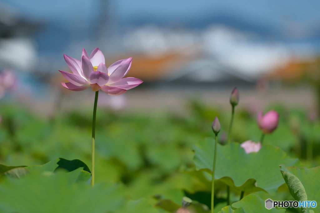 海の日の蓮
