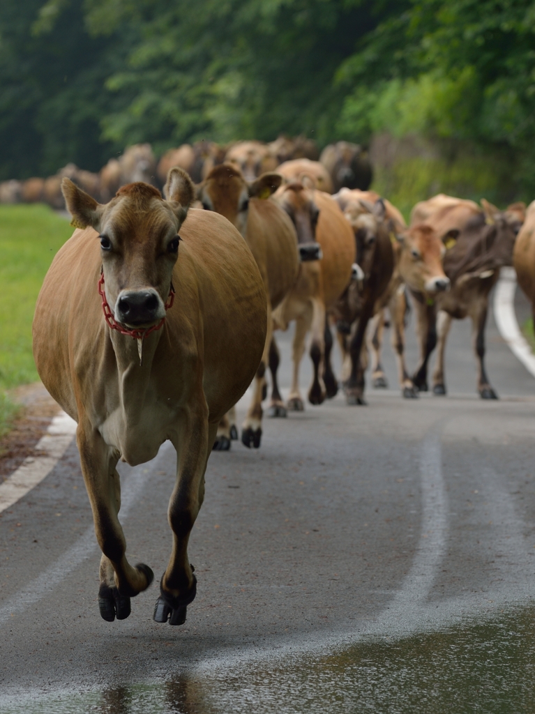 jumping　cow