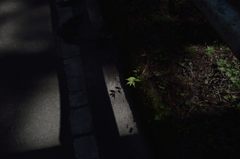 路傍