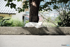 5521　白猫（Hakubyo）