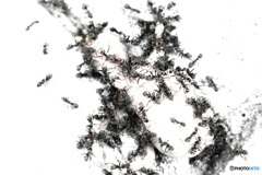 群